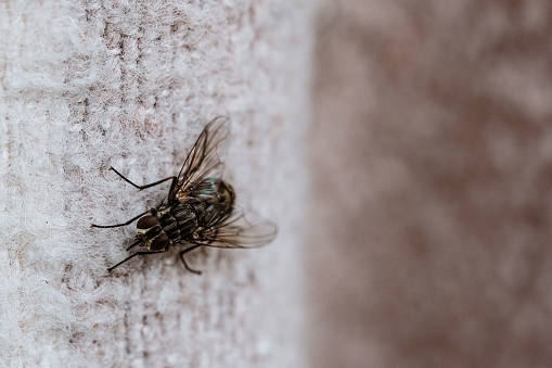 A close-up image of a fly perched on a white wall, with its wings spread out wide