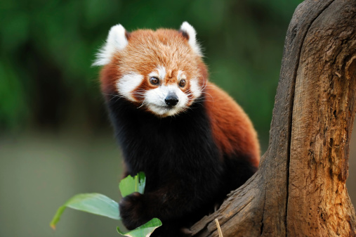 a red panda eating bamboo