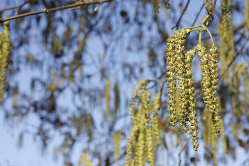 Differential focus - the right-hand catkins on this alder tree are in focus. Plenty of out-of-focus area as copy space.