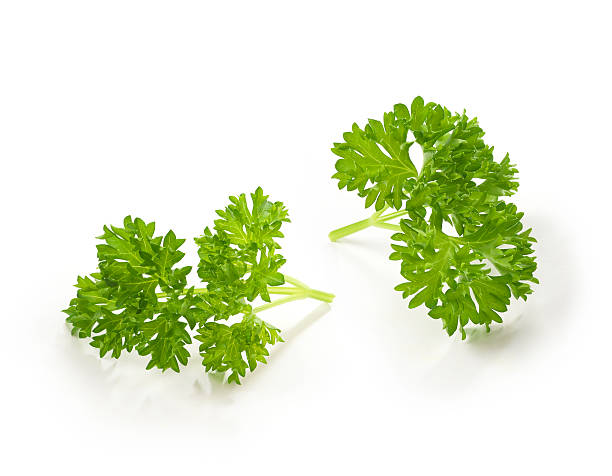 Parsley Twigs "The file includes a excellent clipping path, so it's easy to work with these professionally retouched high quality image. Need some more Herbs" parsley stock pictures, royalty-free photos & images