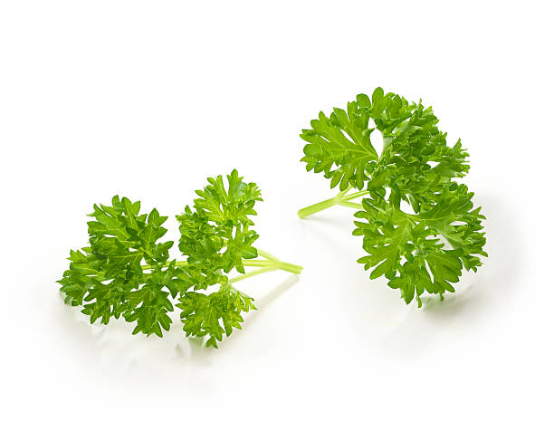 salsa por pequenos ramos - parsley imagens e fotografias de stock