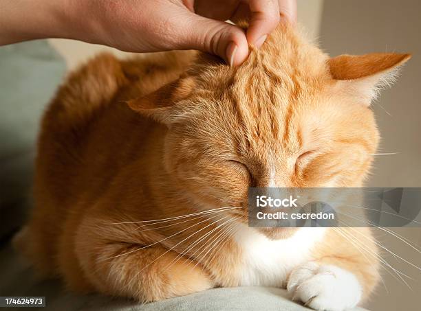 Glückliche Cat Stockfoto und mehr Bilder von Hauskatze - Hauskatze, Niedlich, Tier-Streicheln