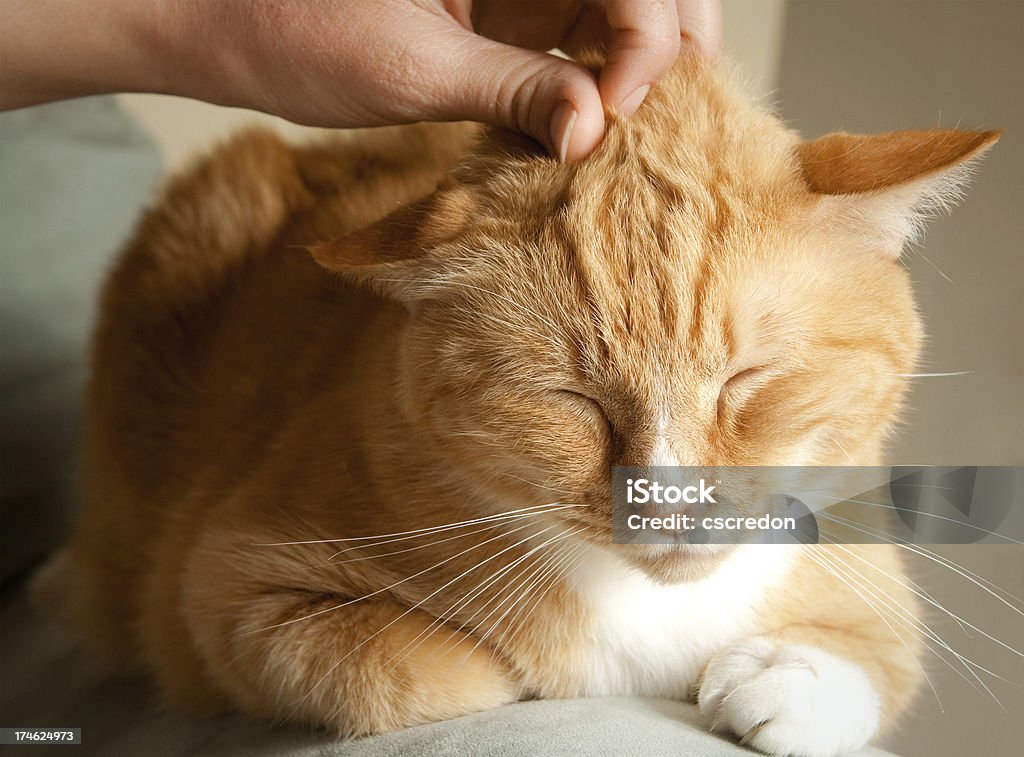 Feliz gato - Foto de stock de Gato doméstico royalty-free