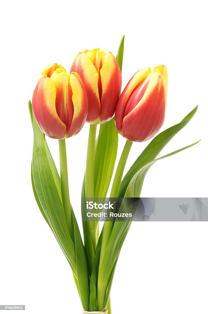 Schöne Tulpen - Lizenzfrei Blume Stock-Foto