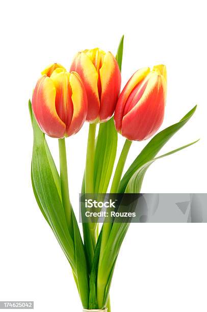 Hermosos Tulipanes Foto de stock y más banco de imágenes de Belleza - Belleza, Blanco - Color, Color - Tipo de imagen