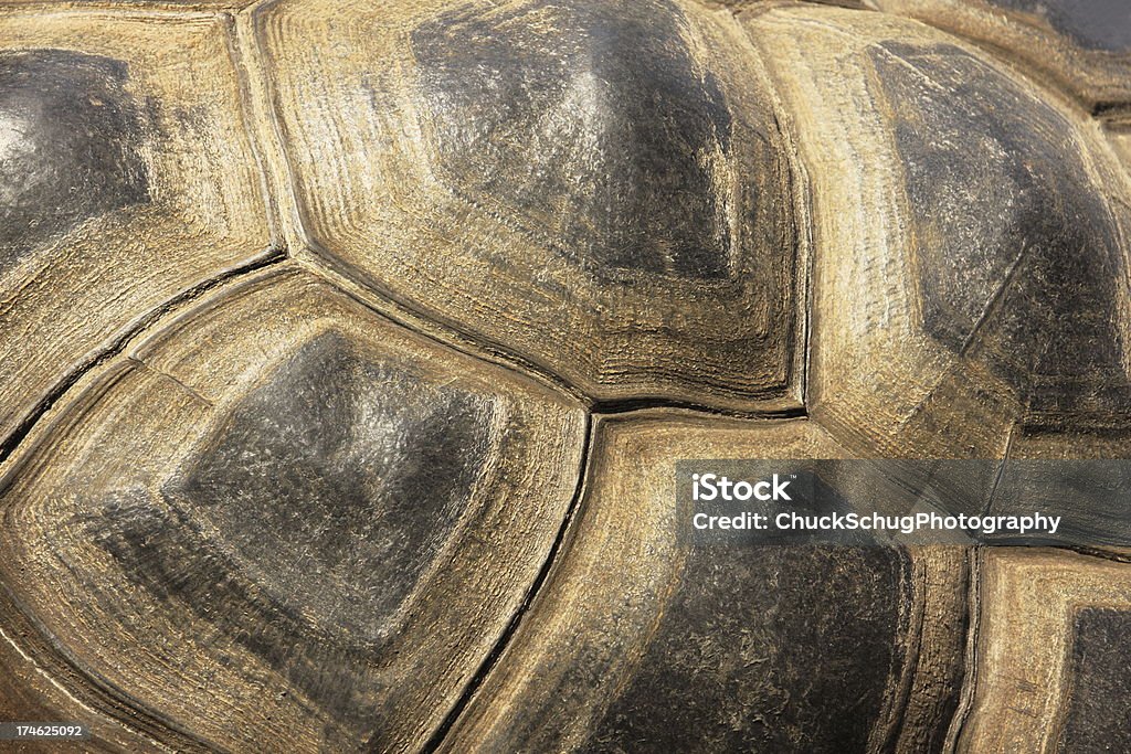 Tortoiseshell Tartaruga Esoscheletro - Foto stock royalty-free di Tartaruga