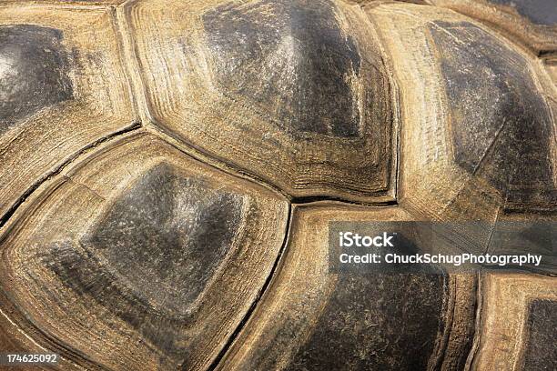 Tortoiseshell Tartaruga Esoscheletro - Fotografie stock e altre immagini di Tartaruga - Tartaruga, Guscio di animale, Testuggine