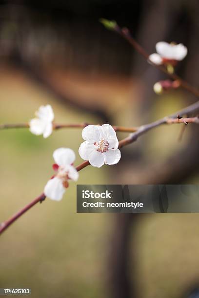 Flor De Damasqueiro - Fotografias de stock e mais imagens de Alperceiro - Alperceiro, Ao Ar Livre, Beleza