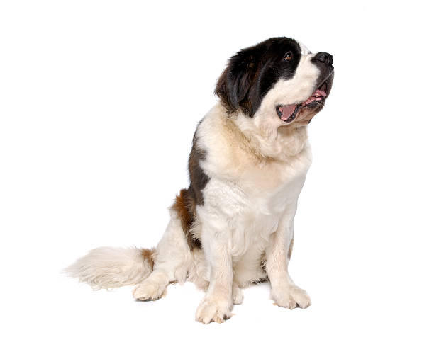 istock Animals : Isolated Dog St. Bernard 174625125