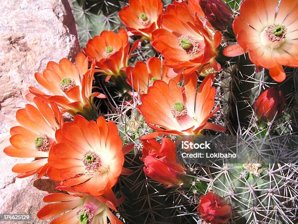 Blühende Claret Cup Igelsäulenkaktus Stockfoto und mehr Bilder von Arizona - Arizona, Baumblüte, Blume