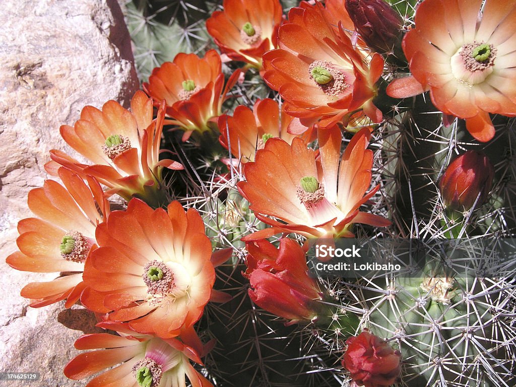 Blooming claret cup hedgehog cactus Orangish-Red flowers on a Hedgehog Cactus. Arizona Stock Photo