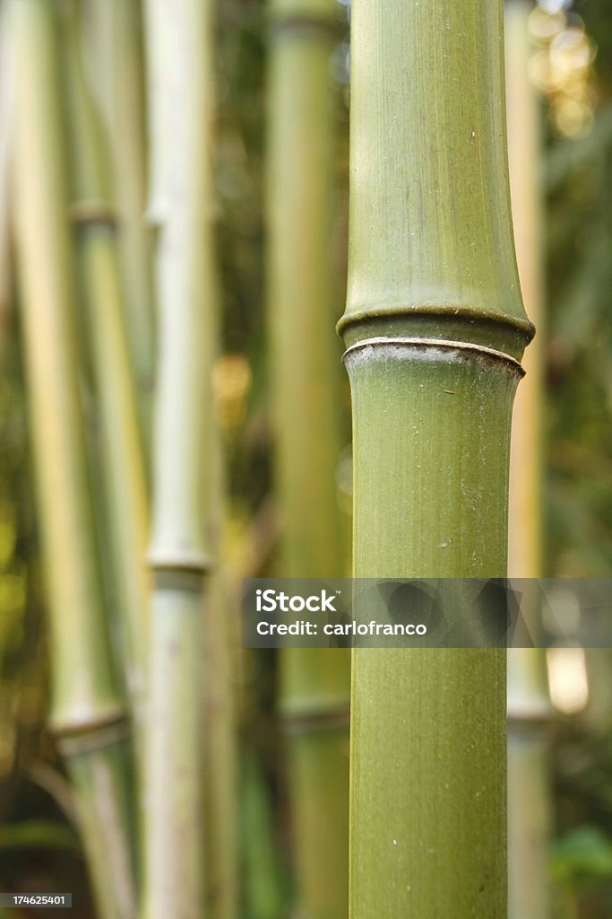 bambu - Foto de stock de Abstrato royalty-free