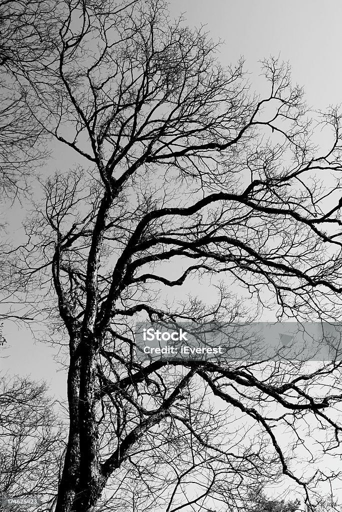 Bare Tree Large File Bare Tree Xxl Stock Photo - Download Image Now - Bare Tree, Single Tree ...