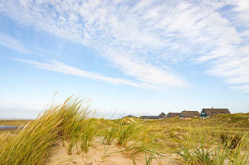 Marram grass in the sand dunes under blue sky with clouds. Juist, East Frisian Islands, Lower Saxony, Germany
