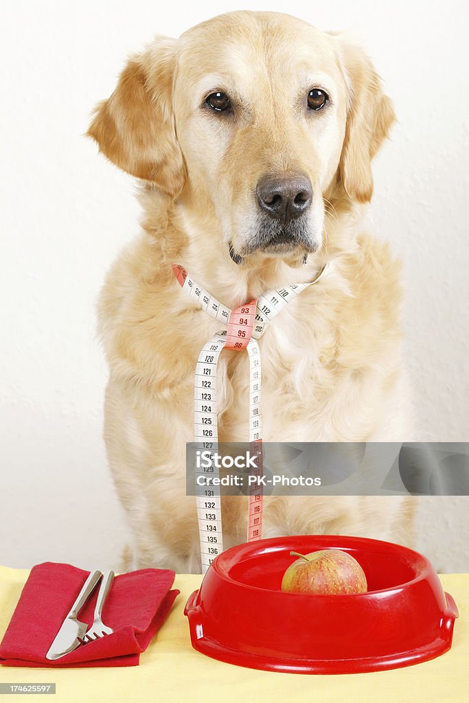 Perro de dieta - Foto de stock de Alimentar libre de derechos