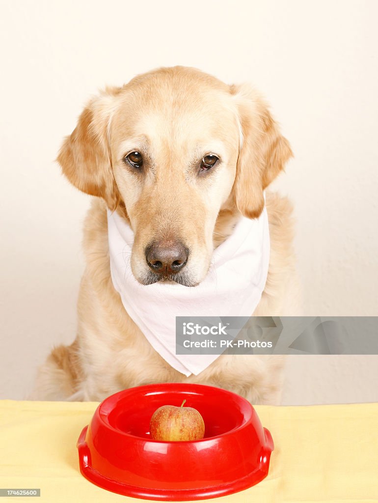 犬のお食事 - カメラ目線のロイヤリティフリーストックフォト