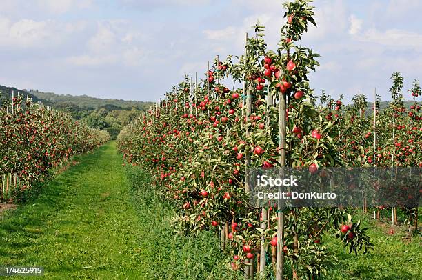 Apple Trees Foto de stock y más banco de imágenes de Agosto - Agosto, Agricultura, Aire libre