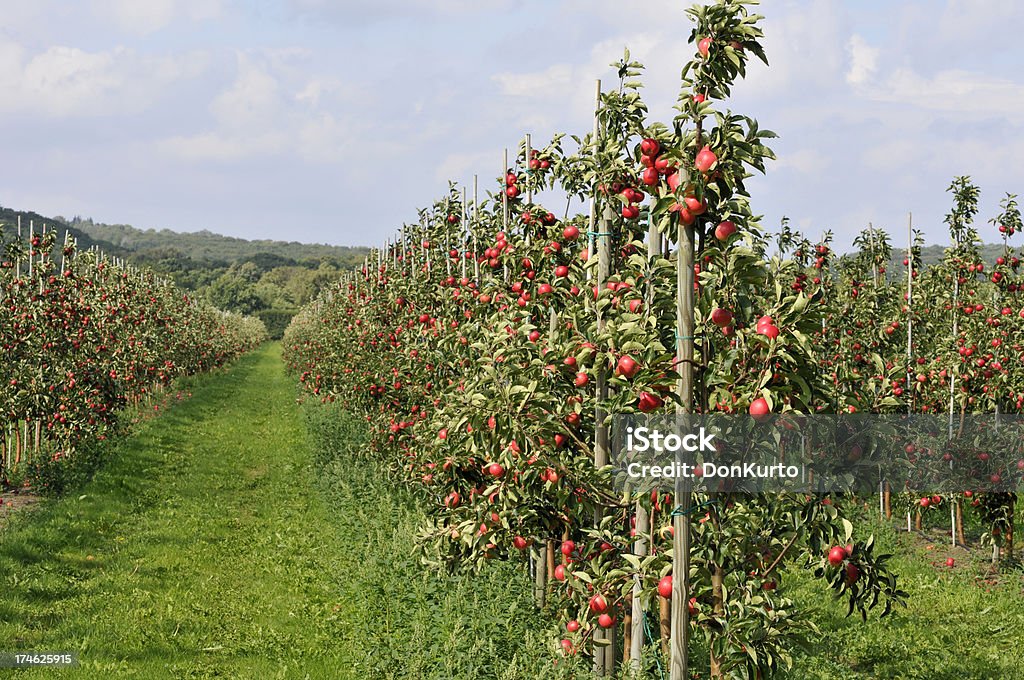 Apple Trees - Стоковые фото Август роялти-фри