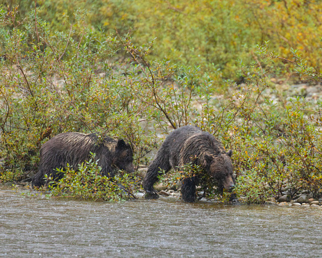 A female Grizzly bear; Ursus arctos horribilis; and her 15-month old cub walking alolng the edge of Smith Inlet, looking for Chum Salmon on a very rainy day. Great Bear Rainforest, BC, Canada