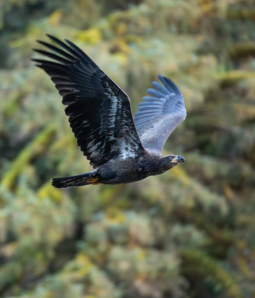 A Bald eagle, Haliaeetus leucocephalus, flying through the Great Bear Rainforest. BC. Canada