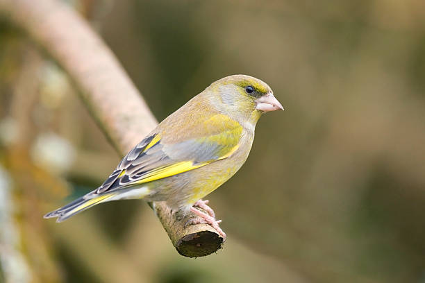 greenfinch (carduelis chloris) - green finch fotografías e imágenes de stock