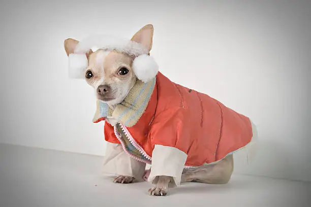 a little chihuahua in a cold weather with coat and earflaps
