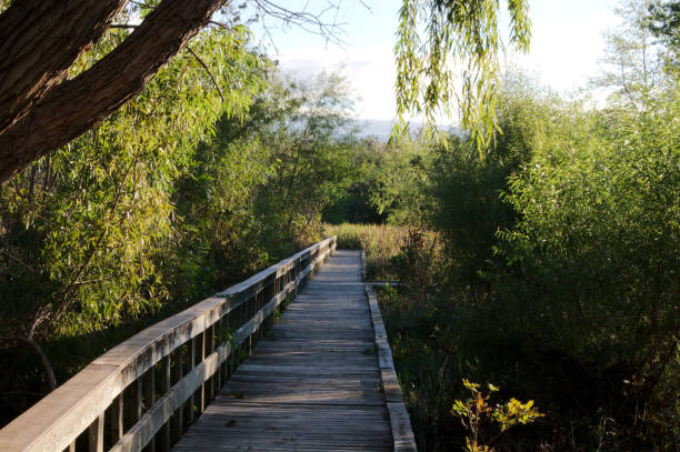 Wooden Walkway in Marsh