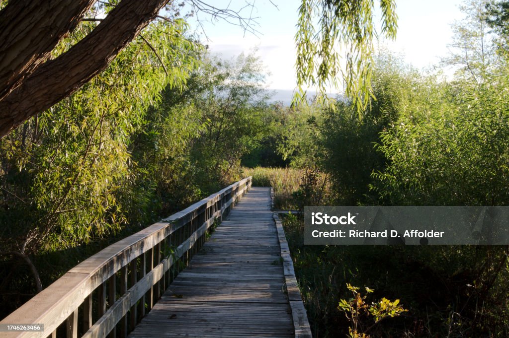 Wooden Walkway in Marsh Wooden walkway nature trail in a marsh. Oxley Nature Center Tulsa, Oklahoma. Oklahoma Stock Photo