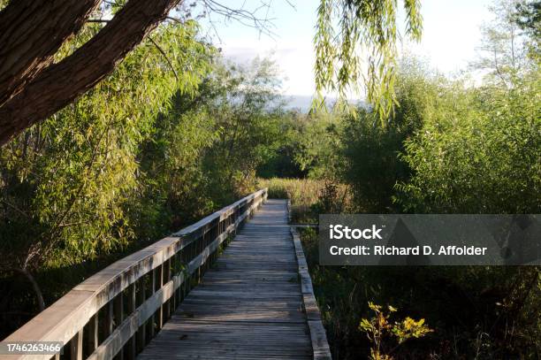 Wooden Walkway In Marsh Stock Photo - Download Image Now - Oklahoma, Tulsa, Beauty In Nature