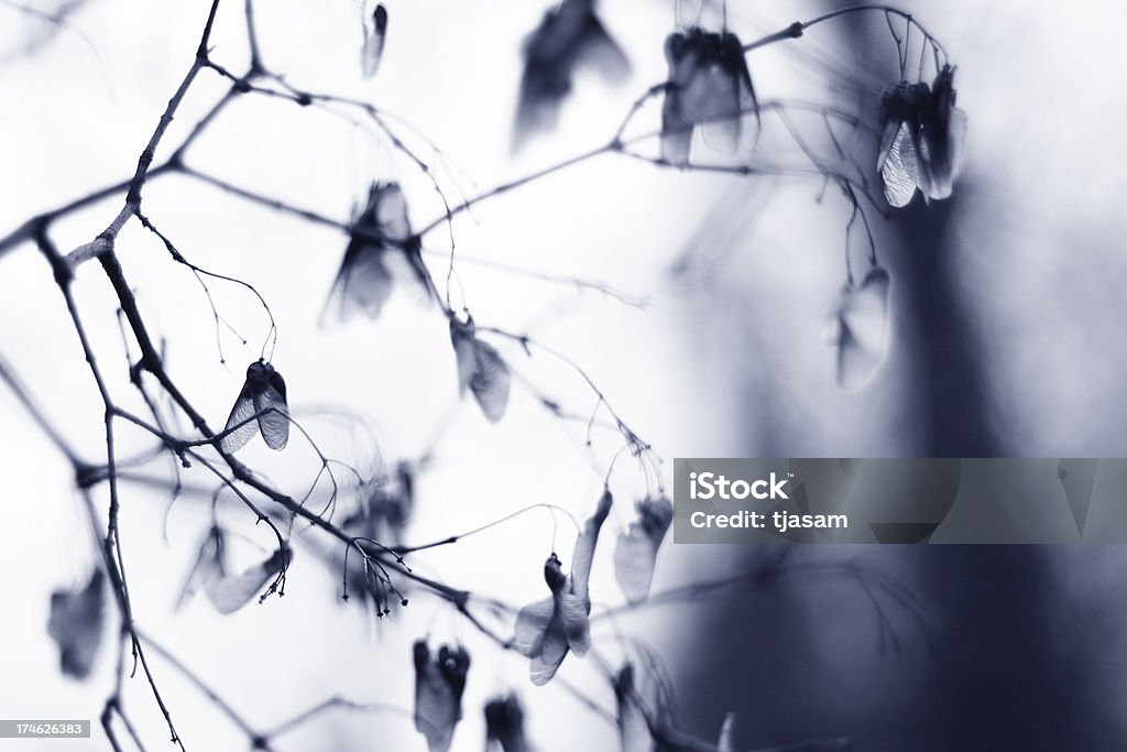Кленовое семечко зимой - Стоковые фото Абстрактный роялти-фри