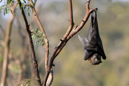 The grey headed flying fox (pteropus poliocephalus). While in camp flying foxes hang upside down in trees usually folding their wings beside or around them.