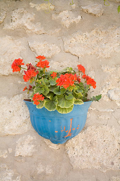 istock red flowers in blue\tflowerpot 174626738