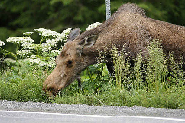 istock Moose eating at the shoulder of a road. 174626827