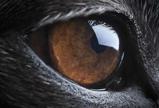 Photo of Close-up of a dog's eye