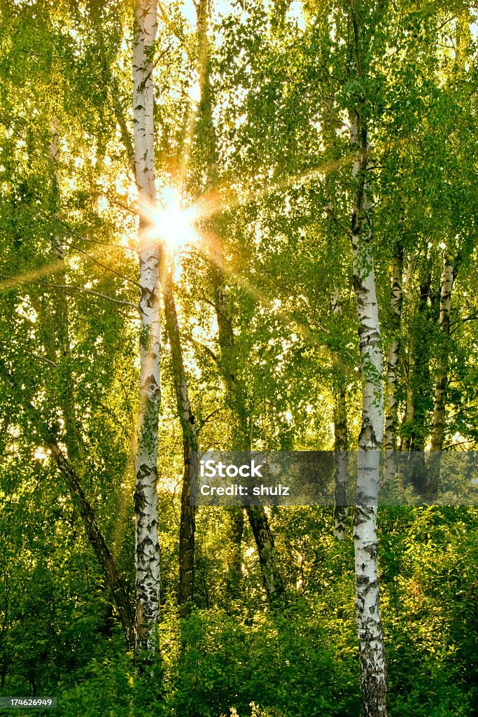 太陽の光の森 - 林のロイヤリティフリーストックフォト