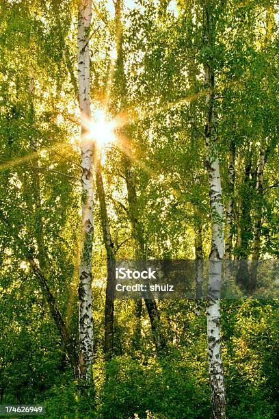 太陽の光の森 - 林のストックフォトや画像を多数ご用意 - 林, まぶしい, イルミネーション
