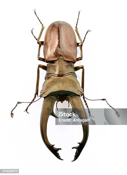 Escaravelho - Fotografias de stock e mais imagens de Besouro cabra-loura - Besouro cabra-loura, Animal, Castanho