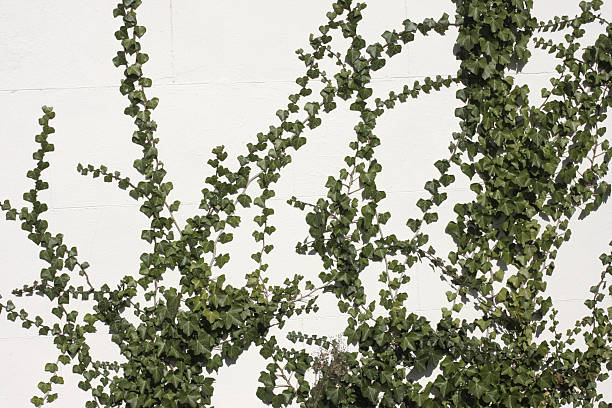 Leaves growing on the wall