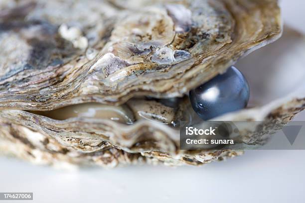 Oyster Mit Grauer Perle Stockfoto und mehr Bilder von Perle - Perle, Schmuckperle, Auster