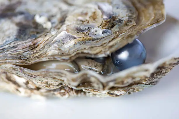 Open oyster with a precious grey pearl