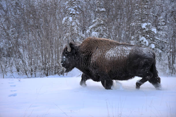 istock Wild Woodland Bison 174627024