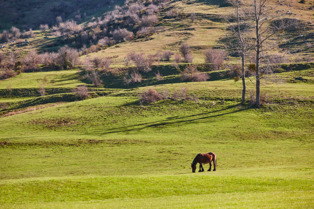 istock Horss in a green valley. Castilla y Leon mountain landscape 1746271278