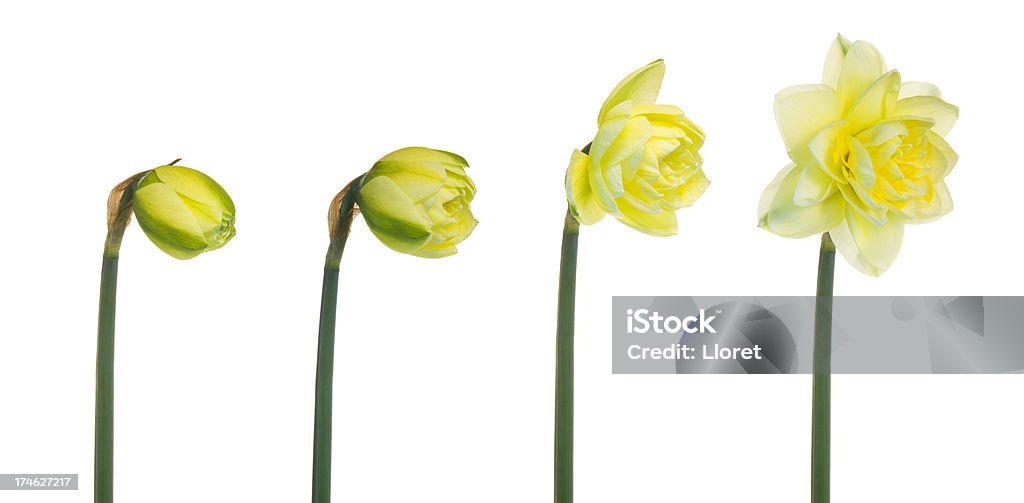 Spring Blooming Spring Blooming. YOU MIGHT ALSO LIKE THIS: Border - Frame Stock Photo
