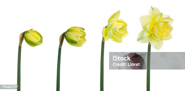 Spring Blooming Stock Photo - Download Image Now - Border - Frame, Cut Out, Daffodil