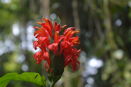 Spathodea campanulata, is commonly known as the Fountain Tree, African Tulip Tree, Pichkari or Nandi Flame. It is a tree that grows between 7\