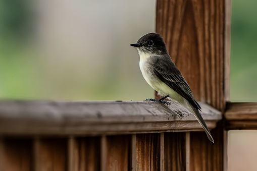 A closeup of an Eastern phoebe perched on the wooden fence rail
