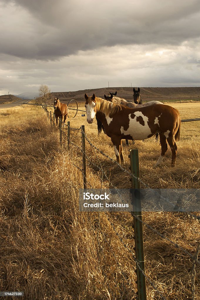 Grupo de caballos - Foto de stock de Agricultura libre de derechos