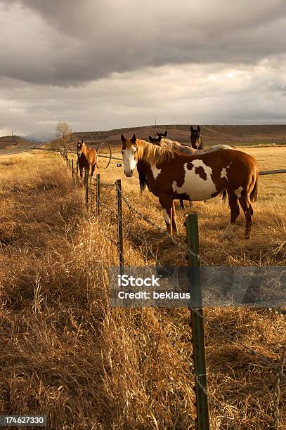 Grupo De Caballos Foto de stock y más banco de imágenes de Agricultura - Agricultura, Aire libre, Animal