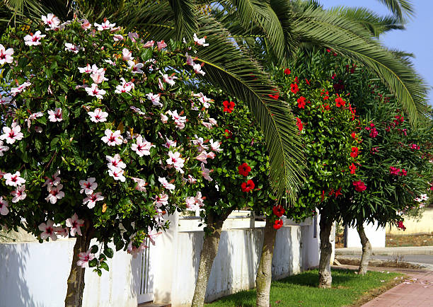 Hibiscus and palms stock photo
