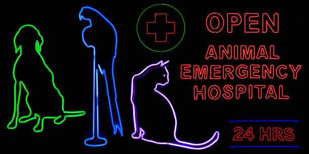 Vet neon signs